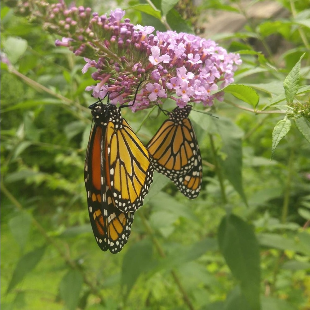 Meet your Posher, Darlene